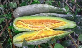 呱呱爆料吃瓜网红,揭秘吃瓜网红背后的故事